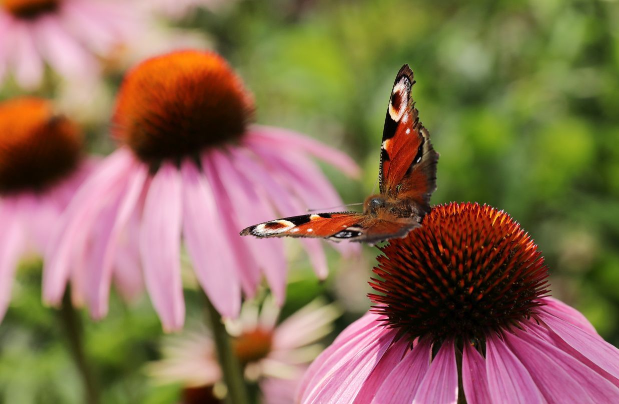 Ein Tagpfauenauge Schmetterling sitzt auf einer Purpur-Sonnenhutblüte